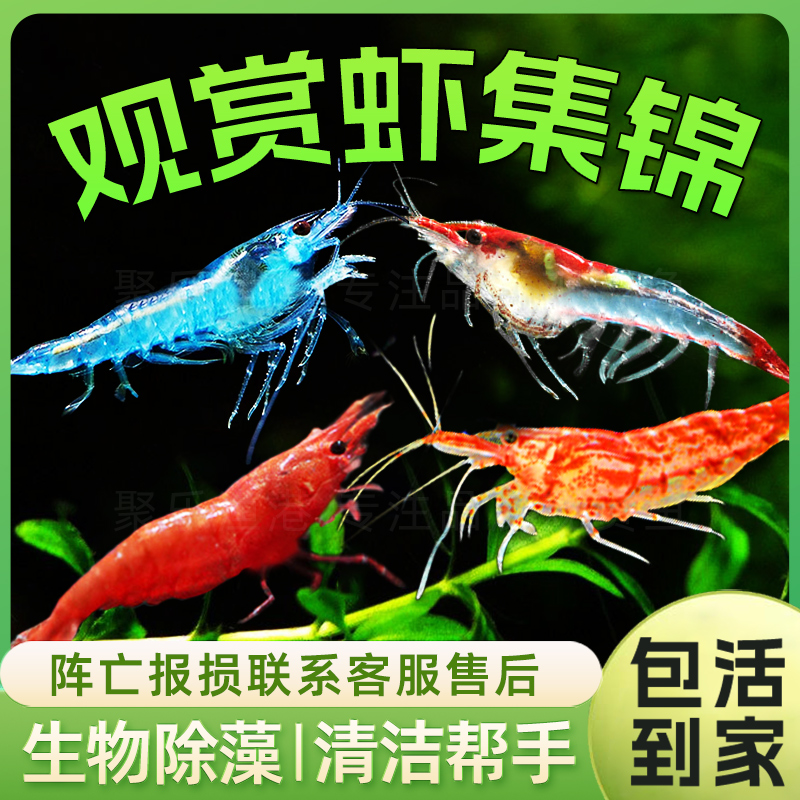 观赏虾活体工具虾除藻虾樱花虾