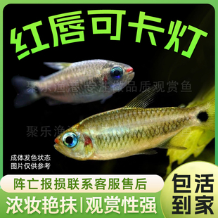 红唇可卡灯科鱼热带观赏小型群游南美高端稀有黄金红月可卡灯活体
