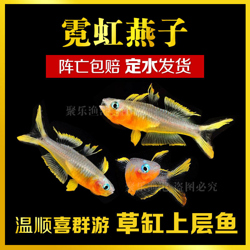 霓虹二线鳉鱼 Spp鳉鱼 饰边旗鳉鱼百科图片 饲养繁殖 雌雄鉴别 Sbike