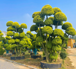 常青耐寒不落叶亮金女贞球亮晶女贞棒棒糖花园庭院球型植物 四季