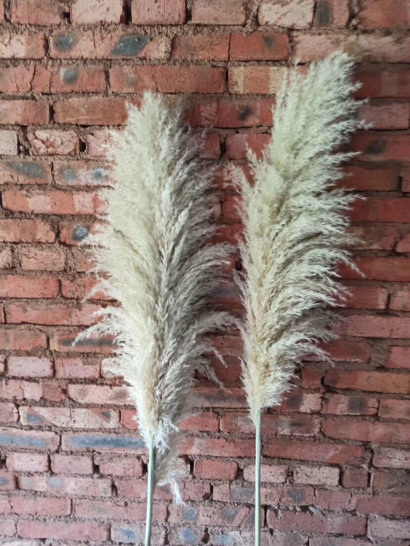 芦苇干花 进口芦苇 大芦苇穗 大蒲苇 婚庆芦苇穗干花米白色大蒲苇