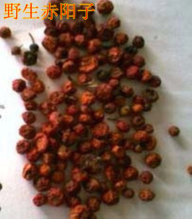 正品中药材赤阳子 救军粮、赤果、纯阳子