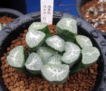 18年 山本（9X3） 万象 种 十二卷/多肉植物/瓦苇属/Haworthia