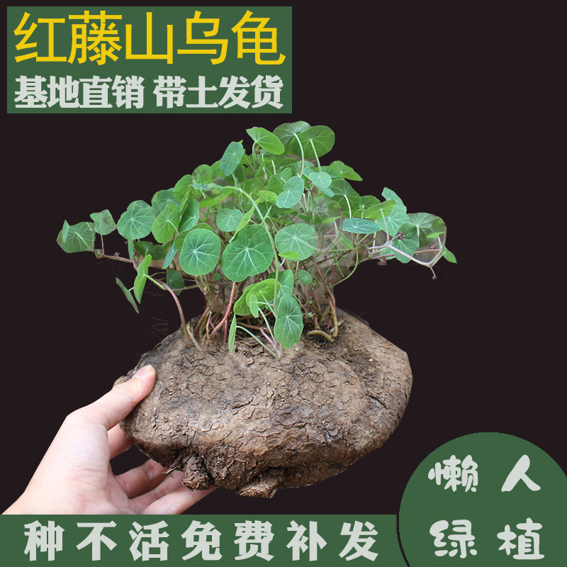 带土红藤山乌龟带盆栽好带土发货桌面趣味绿植山乌龟地不容带土发-封面