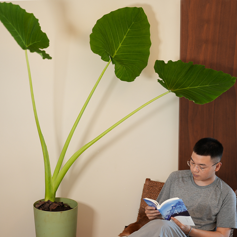 龙猫同款象耳芋网红巨型绿植