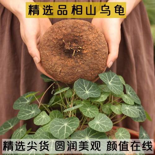 精选红藤山乌龟圆叶庭院