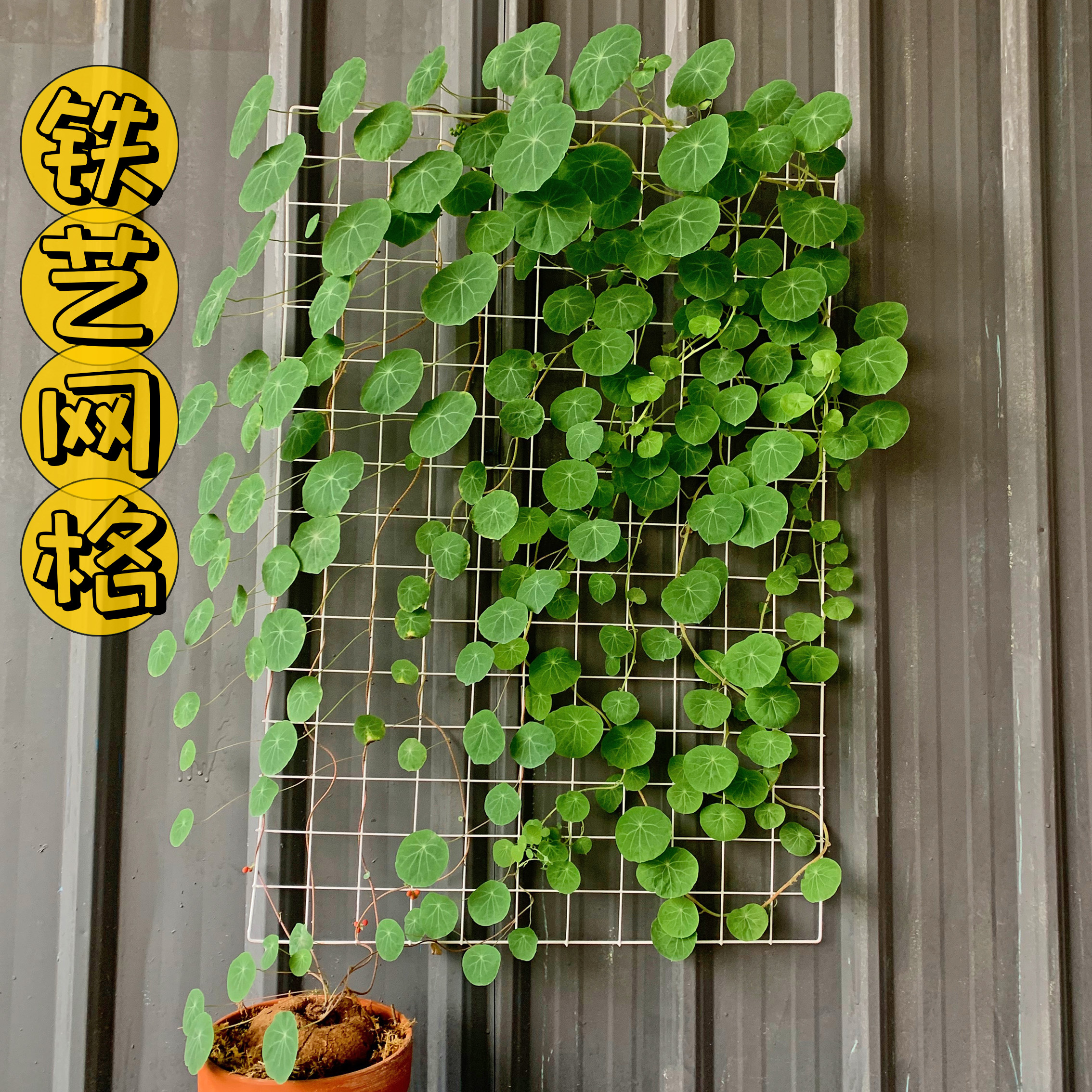 山乌龟爬藤架铁艺网格花架