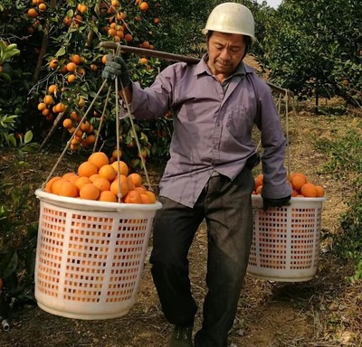 大号萝水产圆筐塑料摘水果可穿绳圆箩筐采橘子圆框脐橙蜜桔周转筐