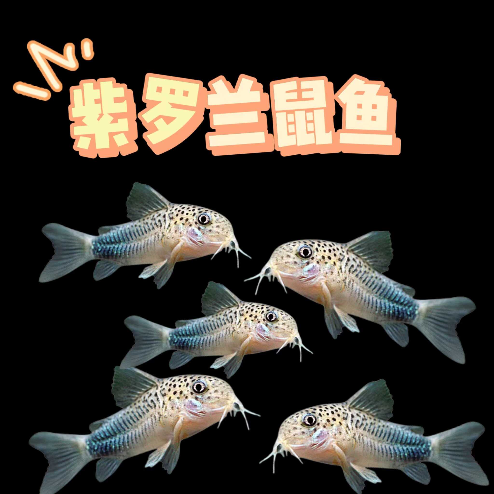 鼠鱼异型鱼紫罗兰珍珠鼠
