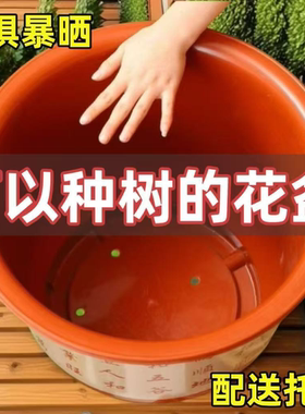 花盆清仓捡漏大号养花专用特