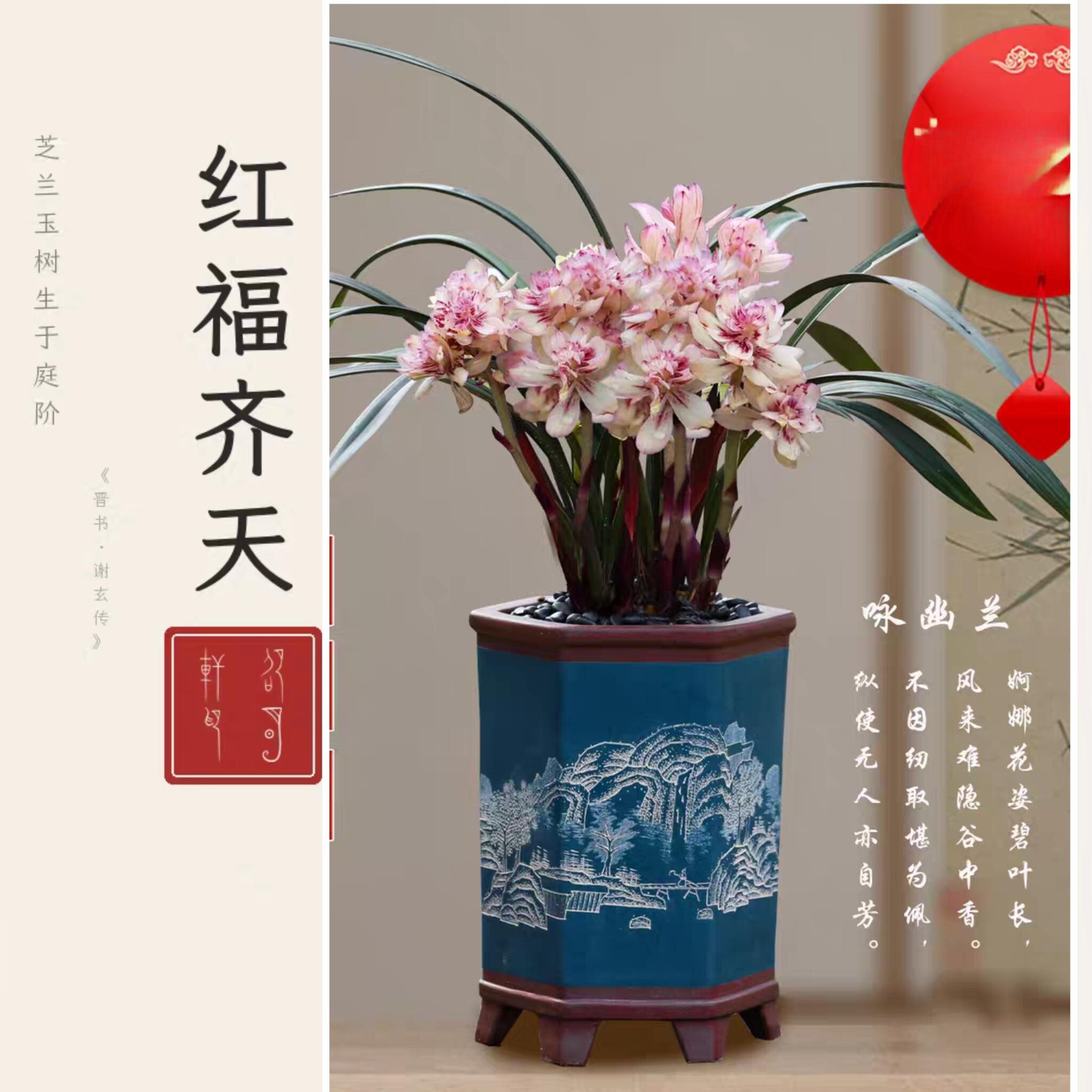 翁源基地国兰建兰红福齐天红草奇花带花苞浓香四季兰盆栽吉祥直发