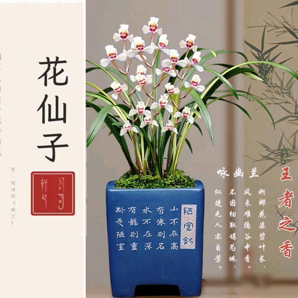 翁源基地国兰建花苗壮实花仙子粉花苞浓香四季兰室内客厅盆栽直发