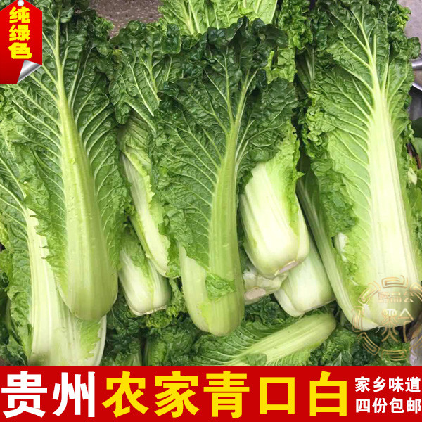 贵州遵义凤冈农家自种青口白菜新鲜蔬菜4斤现拔大白菜粗纤季节菜