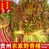贵州特产遵义凤冈农家野生香椿芽春天新鲜当日现摘500g椿菜野生