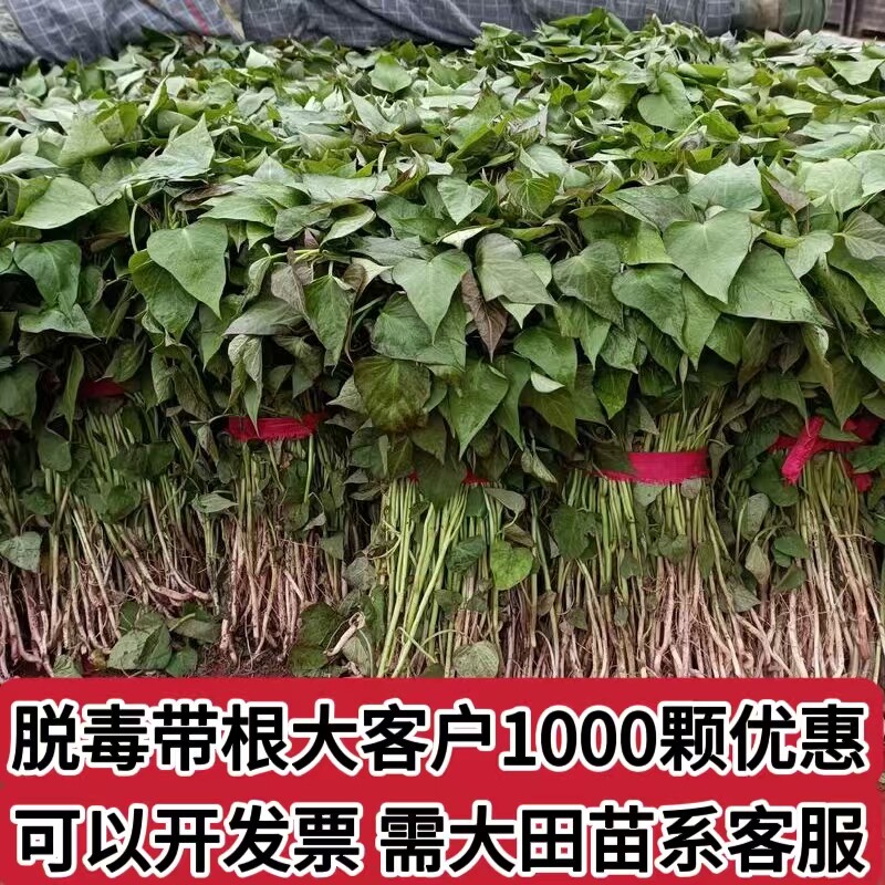 烟25薯苗红薯苗紫薯苗密薯苗西瓜红薯苗板栗薯秧苗烟薯苗量大批发