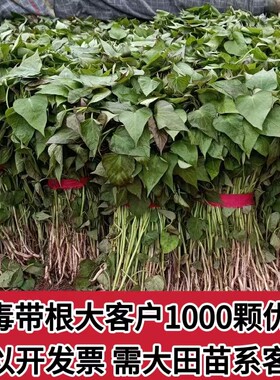 烟薯苗红薯苗6年老店品种保真