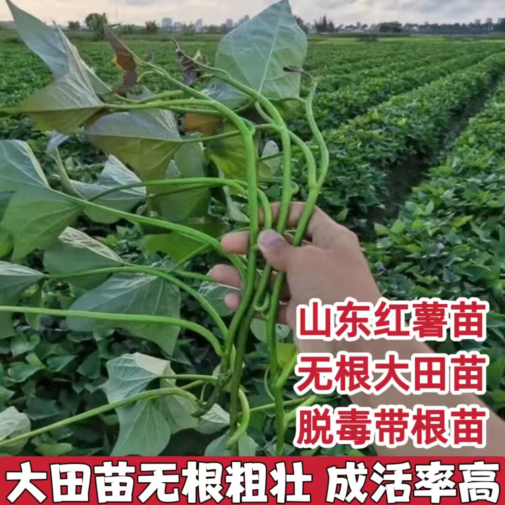 山东烟薯25苗红薯苗地瓜苗紫薯苗密薯苗西瓜红薯苗板栗薯蜜薯秧苗