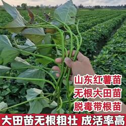 山东烟薯25苗红薯苗地瓜苗紫薯苗密薯苗西瓜红薯苗板栗薯蜜薯秧苗