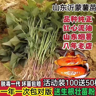 红薯苗地瓜苗紫薯苗密薯苗西瓜红薯苗板栗薯秧苗烟薯苗老品种薯苗