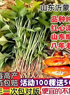 红薯苗地瓜苗紫薯苗密薯苗西瓜红薯苗板栗薯秧苗烟薯苗老品种薯苗