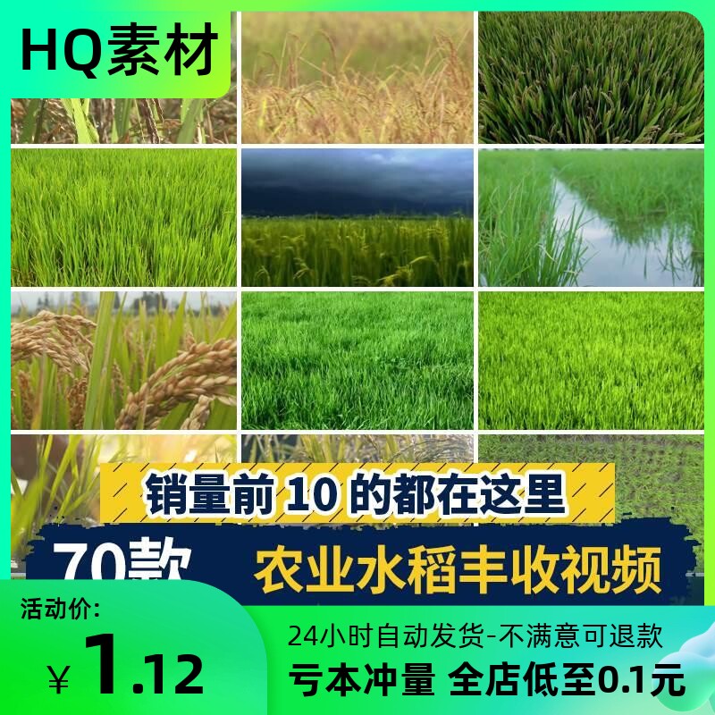 农业水稻秋天丰收插秧稻谷秋季收割收获稻穗特写秧苗稻田视频素材