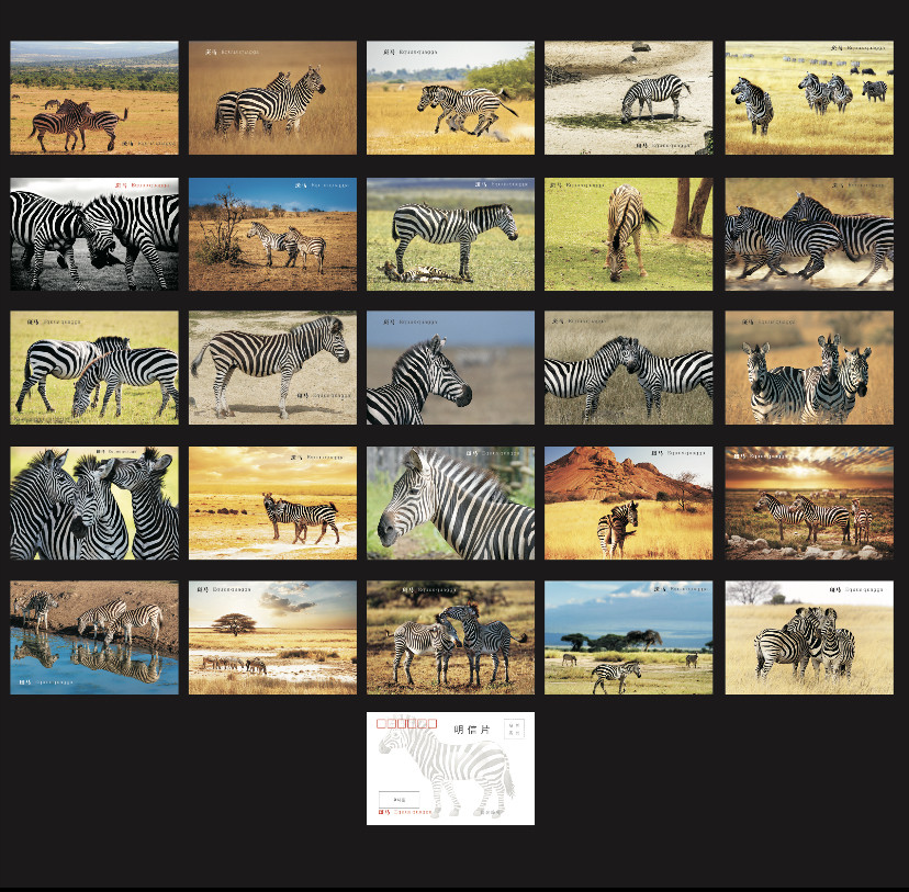 2024年斑马 非洲珍稀野生动物 明信片25张一套