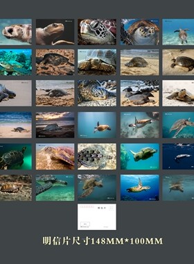 海龟海洋生物明信片  卡片深海海龟主题明信片 30张全套