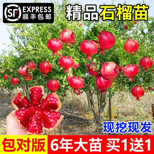 Гранатное дерево Симпин Симпин Мягкий семена гранато