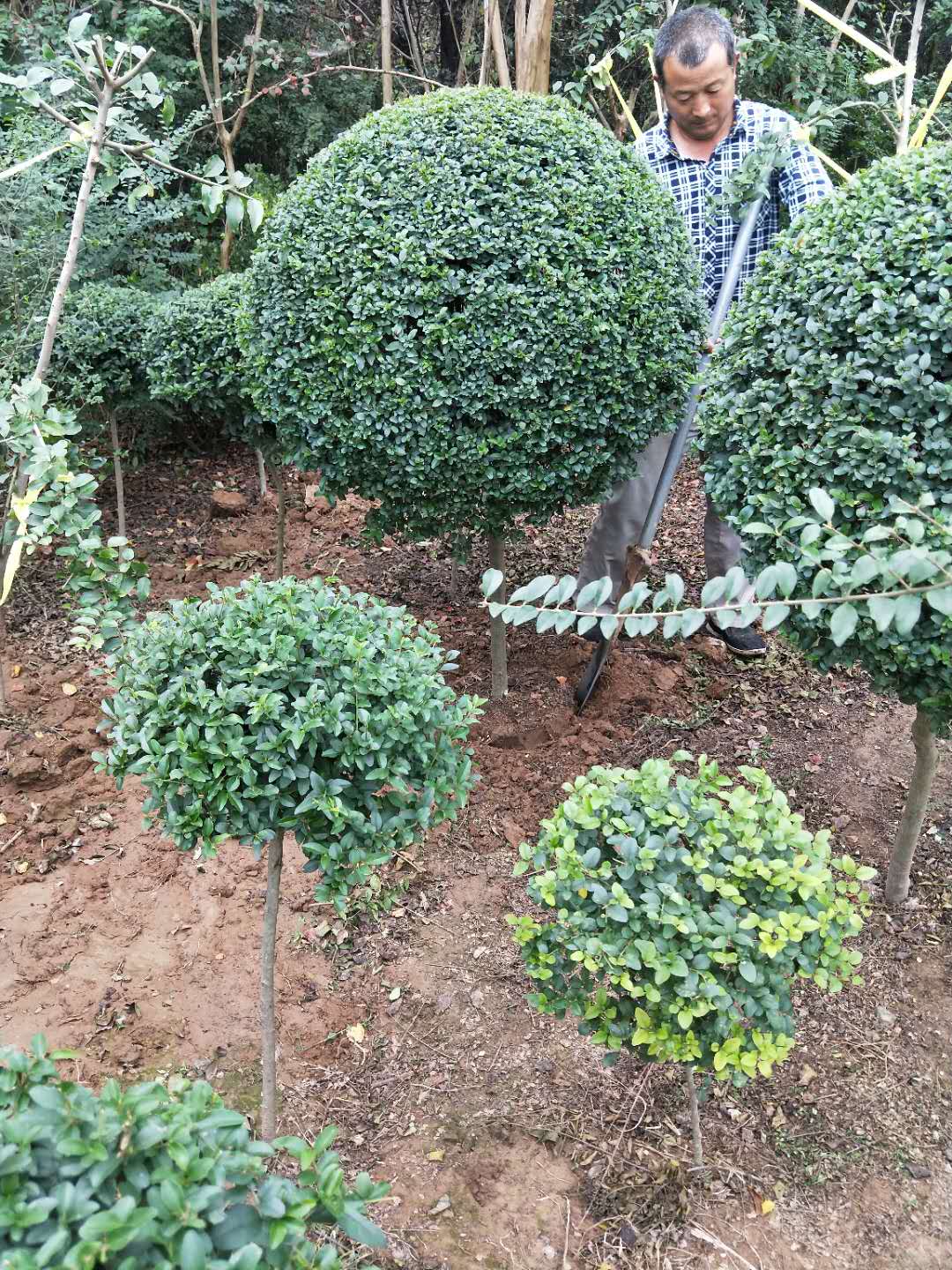 直销园林绿化工程造型小叶女贞球树苗适合南北方庭院盆栽地栽种植