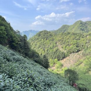 2025新茶涌溪火青雨后二级高山云雾绿茶500g炒青茶叶兰香口粮茶叶