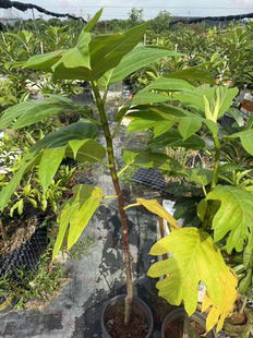 太平洋面包果果苗