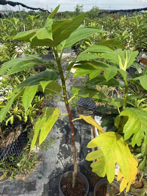 太平洋面包果果苗