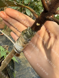 佩斯妈咪果母树靠接苗正品