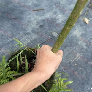 印尼大金刚仙桃嫁接苗