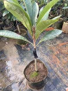 潘亭妈咪果母树靠接苗正品