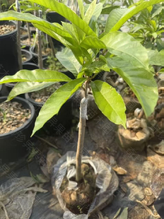 国际版罗斯果靠接苗正品（缓苗中）