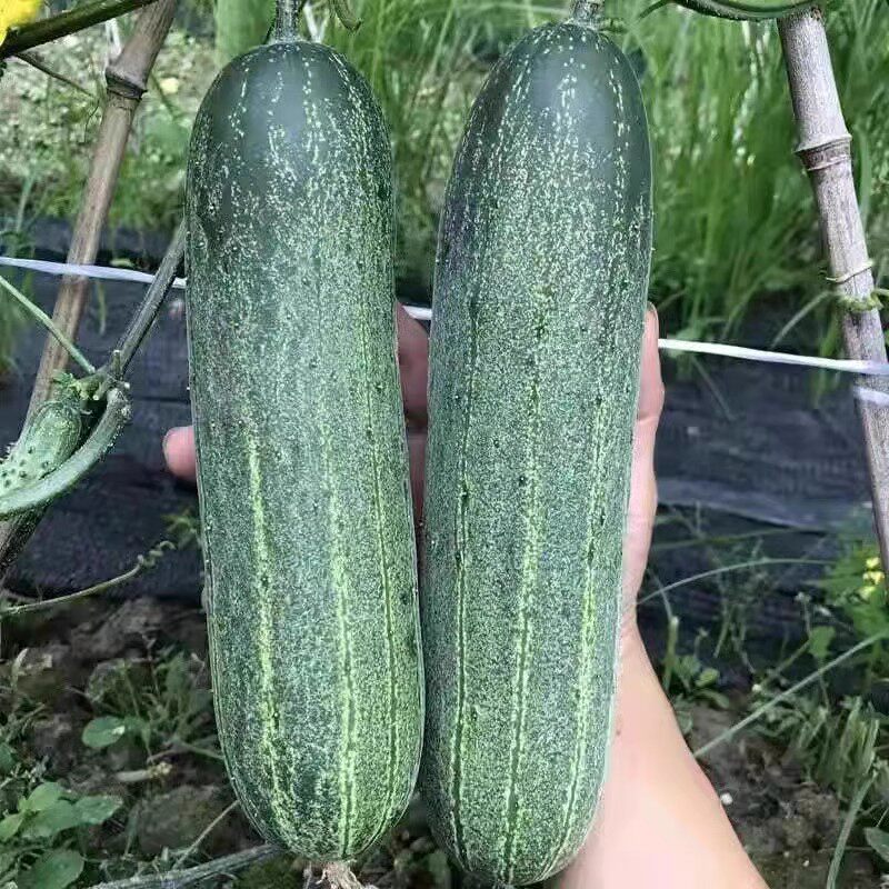 广东潮汕农家自种当季蔬菜土黄瓜生吃新鲜吊瓜青瓜有刺老黄瓜水果