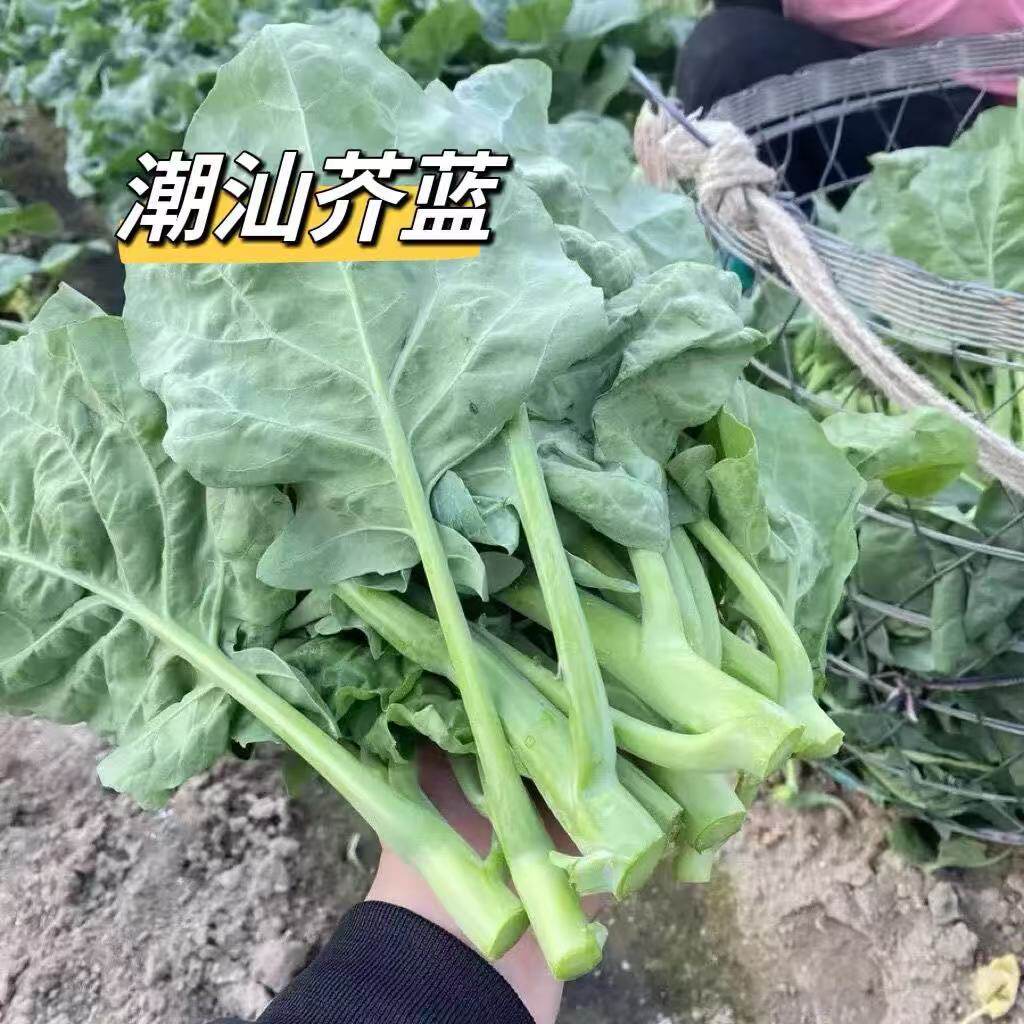 潮汕自家种植小芥兰蔬菜现摘现发花苔芥蓝菜新鲜小芥兰当季绿色