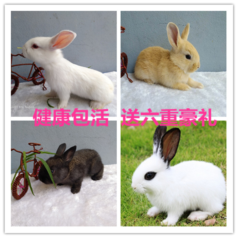兔子活体巨型肉兔比利时灰兔新西兰幼兔家养大型种兔苗小白兔活物在类目 宠物/宠物食品及用品, 兔类及其用品, 兔中 - 来自Buy2taobao.com提供专业的淘宝代购服务