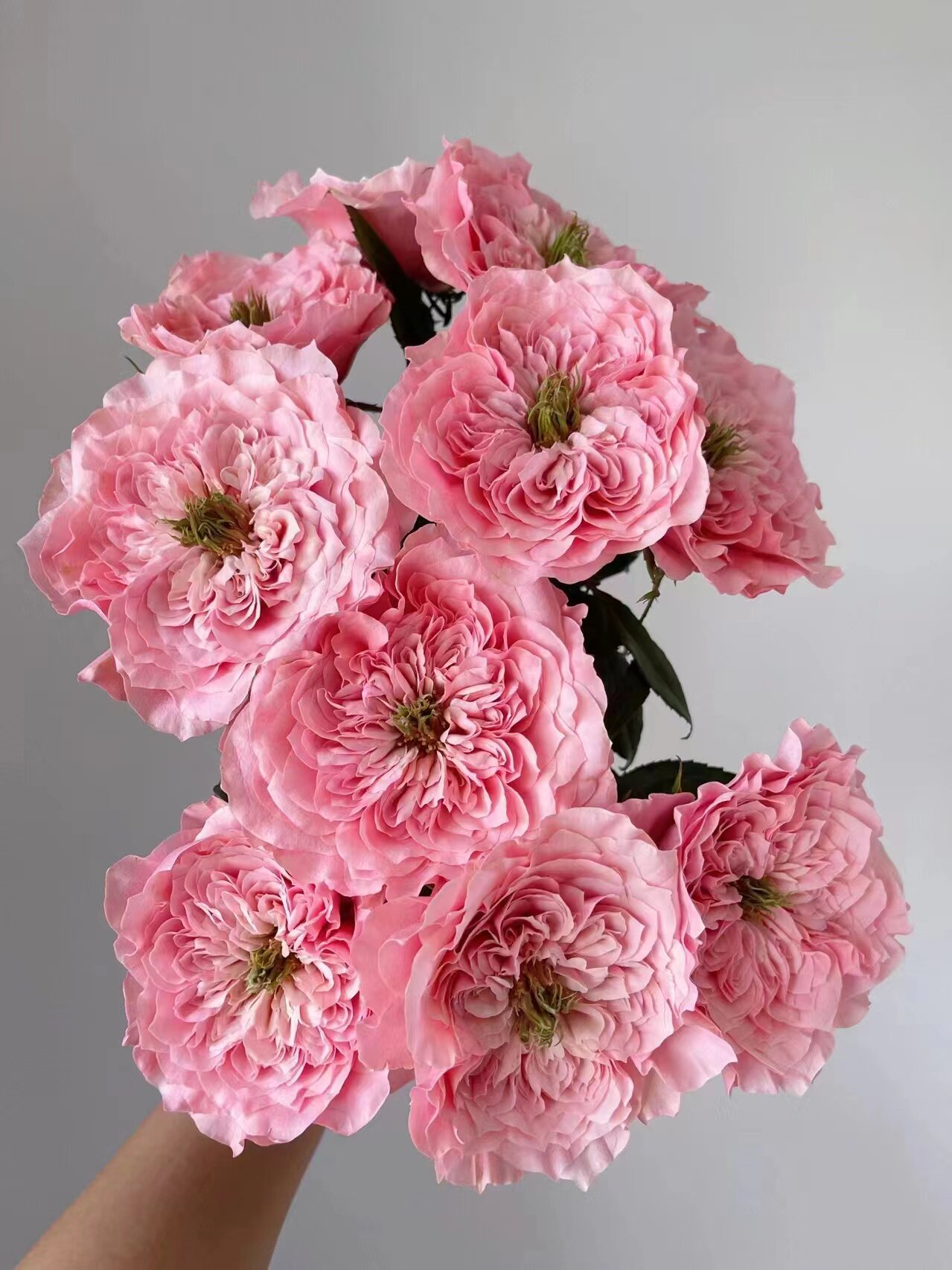 玫瑰切花美琴翡翠泰姬月光漫步柏拉图iins网红玫瑰鲜切花昆明包邮