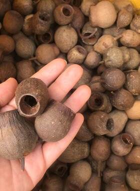 天然植物发财果实手工diy材料