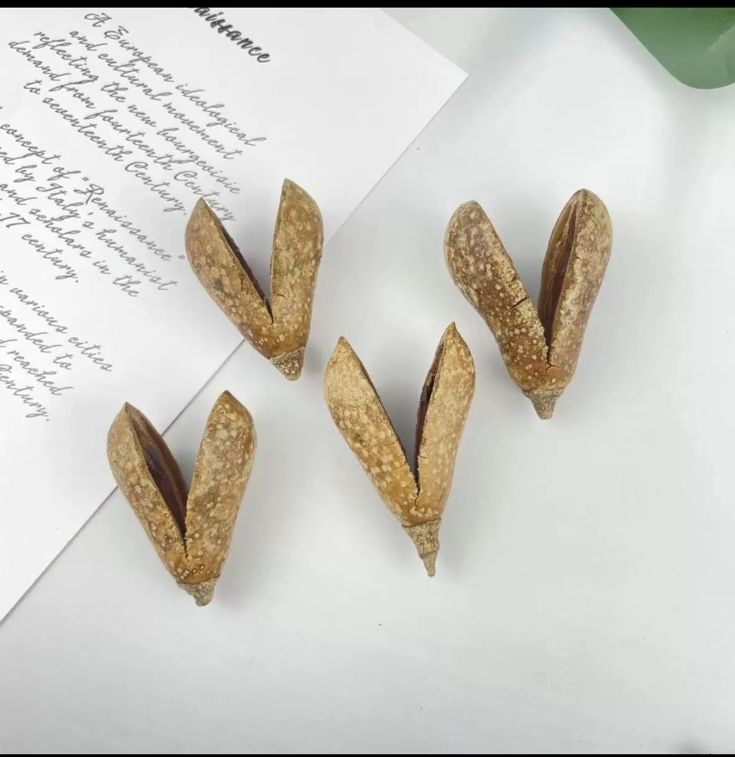 天然植物洋梨果进口干花节日场景装饰干果南美缸造景底床修饰果壳