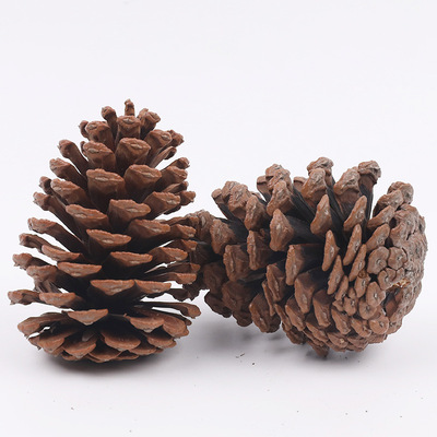 各种天然松塔松果品种干花包道具