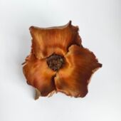 大椰子花天然干花diy手工干果进口拍摄道具样板房民宿装 饰茶桌面