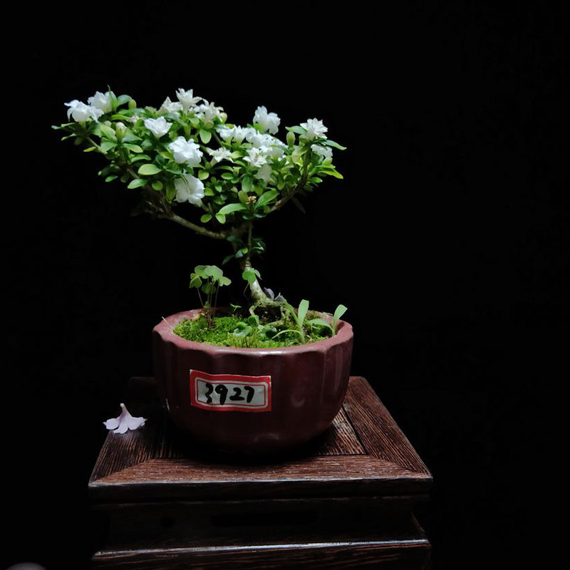 促销小品实物实拍带盆微型盆景
