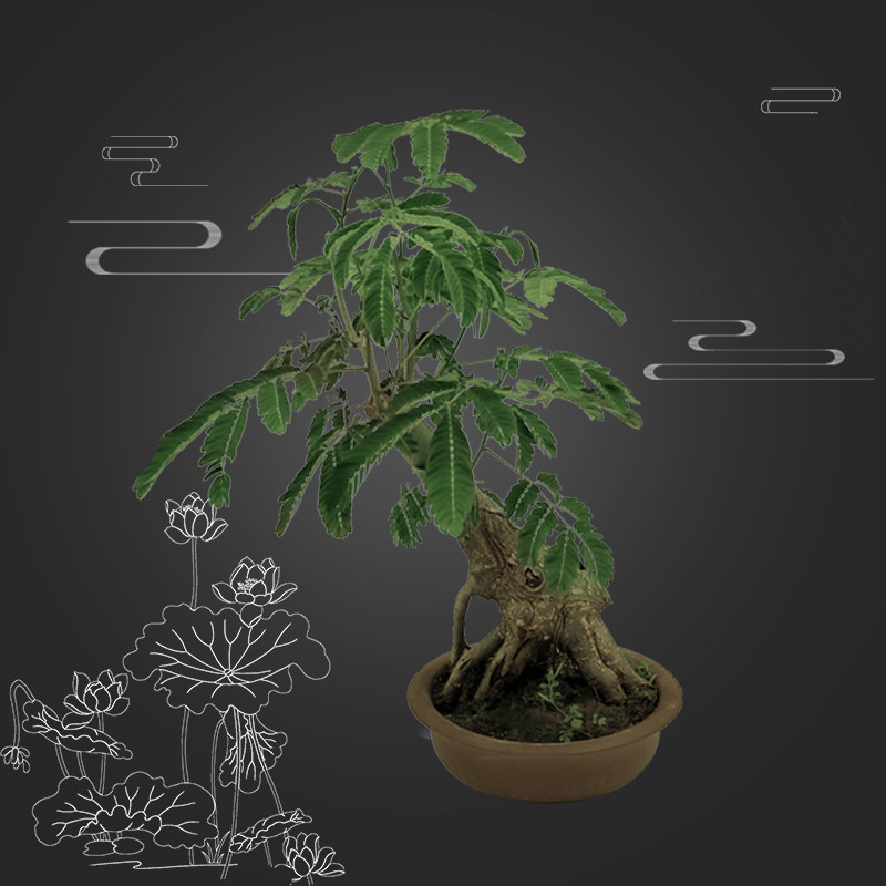 合欢树合欢花绒花树马缨花微型造型小品盆景室内花卉绿植盆栽