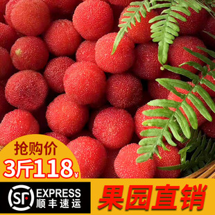 2026年上虞二都杨梅粉红种真山杨梅 纯天然无添加新鲜杨梅1500g