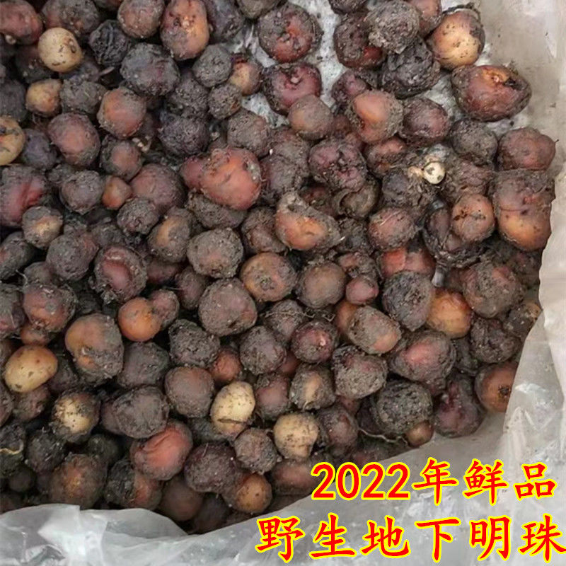 2022年新鲜地下明珠中药材落地珍珠陈商子落地珍珠流泪草一粒金丹
