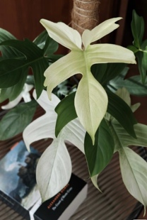佛罗里达幽灵飞机蔓绿绒网红热植室内办公室耐阴耐热爬藤观叶盆栽
