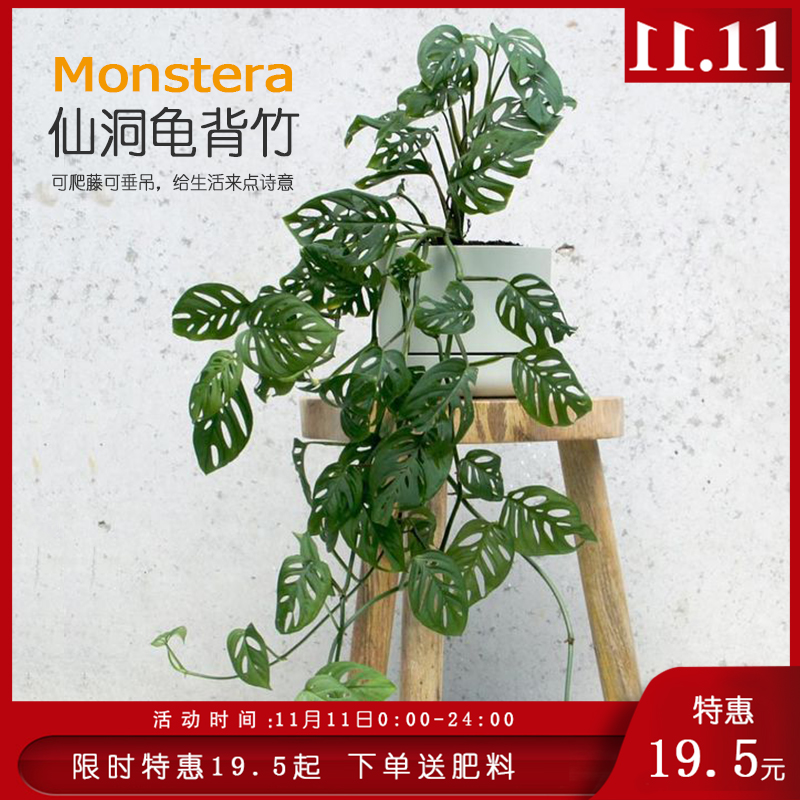 植物幻想/仙洞龟背竹多孔爬藤垂吊耐阴可水培室内除甲醛好养北欧